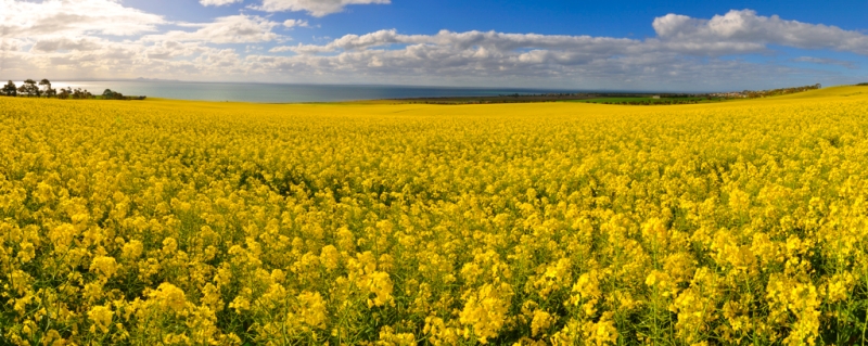 canola 18.jpg